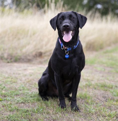 labrador tudor|english labrador temperament.